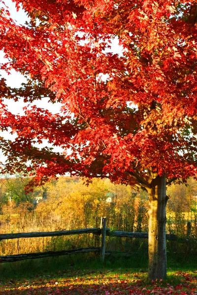 Piękny klon czerwony drzewo — Zdjęcie stockowe