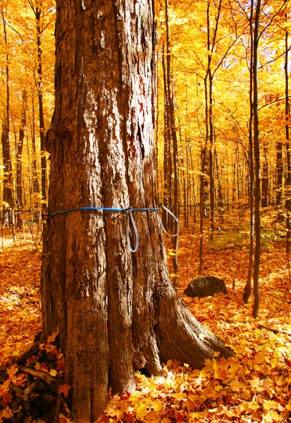 Цукровий Клен дерев — стокове фото