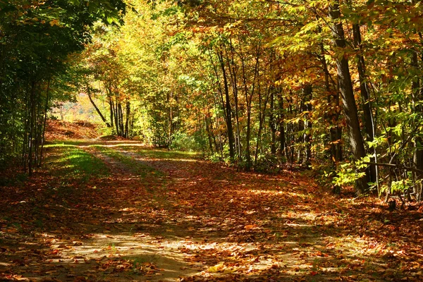 多彩的秋天的下午 — 图库照片