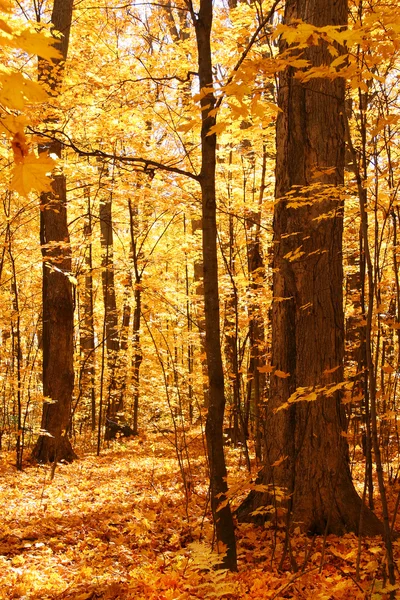 Altın orman — Stok fotoğraf