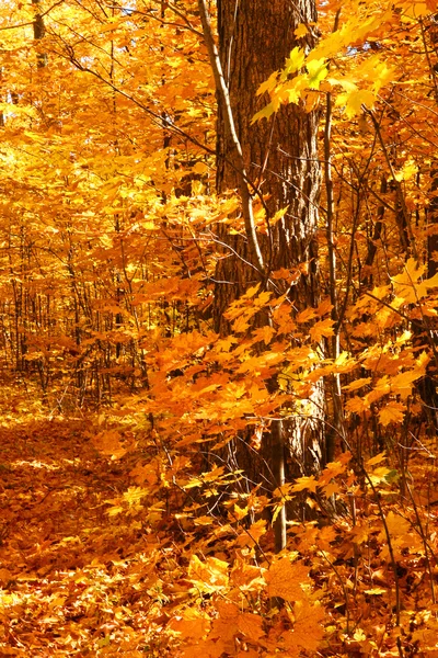 Gouden maple bomen — Stockfoto