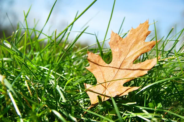 Dubový list v trávě — Stock fotografie