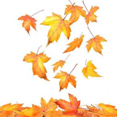 Maple leaves falling on white background clipart