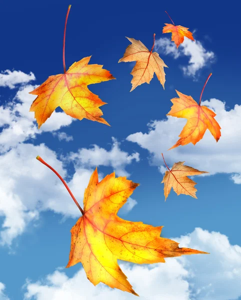 Esdoorn bladeren die vallen tegen een blauwe hemel — Stockfoto
