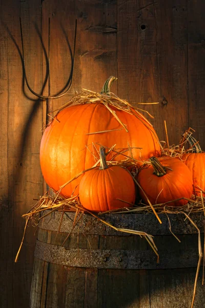 Pumpkins on wine barrel — Stock Photo, Image