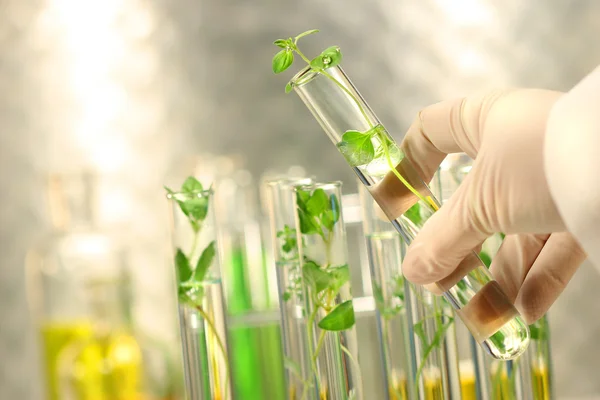 Small plants in test tubes — Stock Photo, Image