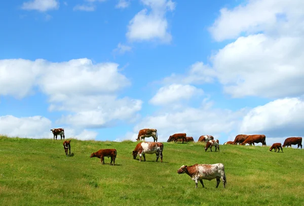 牛の放牧 — ストック写真