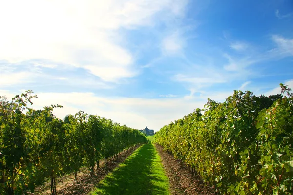 Wijngaarden van niagara — Stockfoto