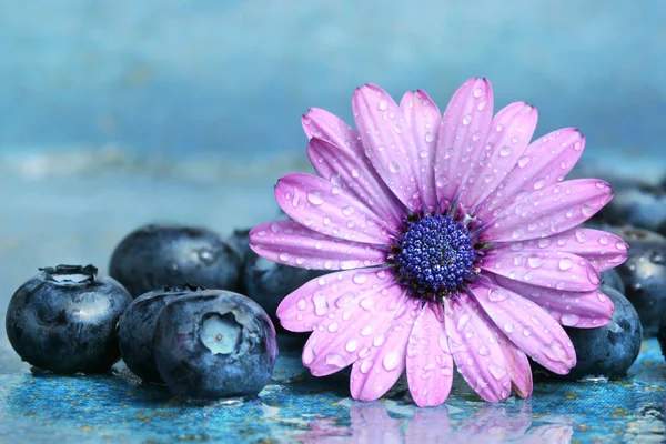 Blueberries and daisy — Stock Photo, Image
