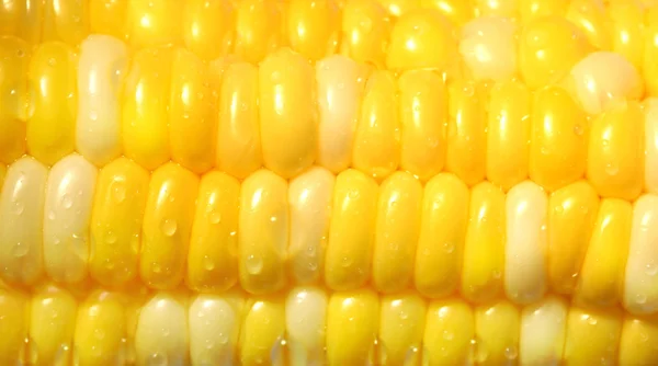 Közeli kép: a kukorica — Stock Fotó