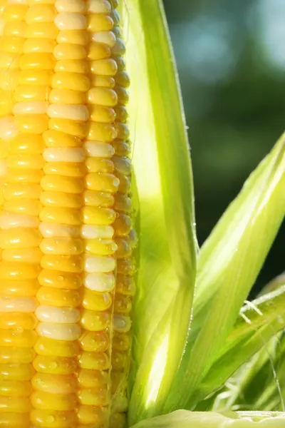 Close-up van maïs een oor van maïs — Stockfoto