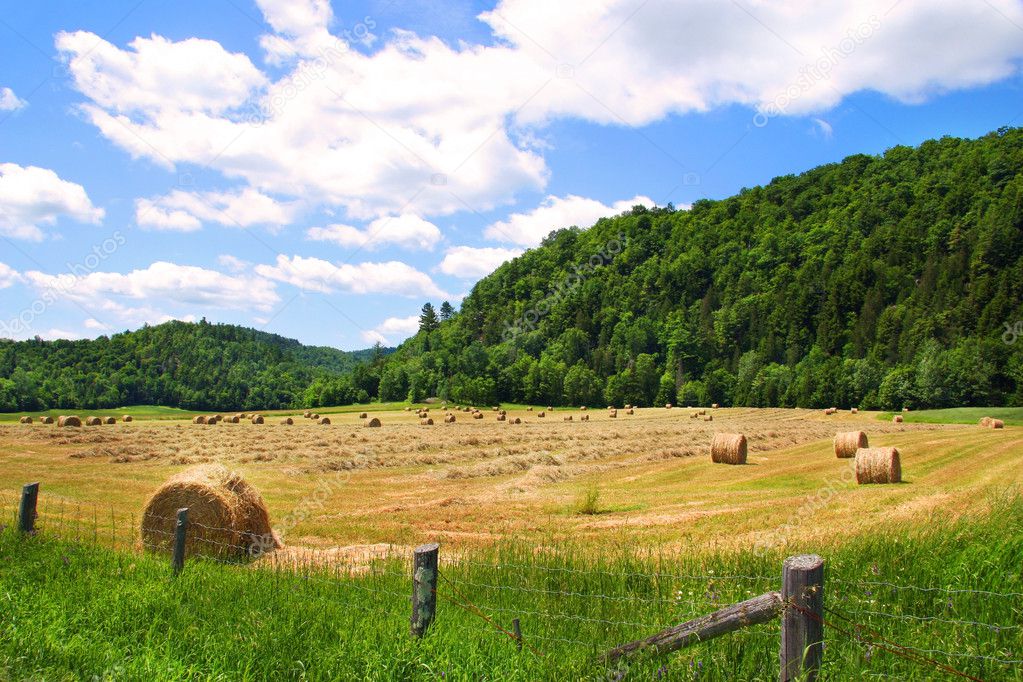 Harvestiing the hay