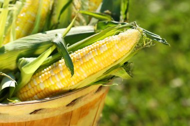 Corn in an apple basket clipart