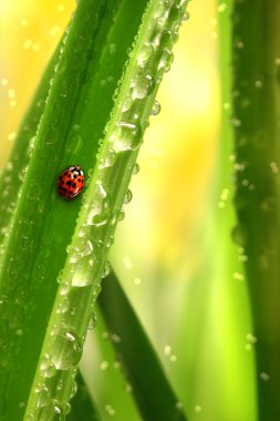 Ladybug climbing a leaf clipart