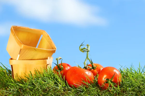 Freshly picked tomatoes — Stock Photo, Image