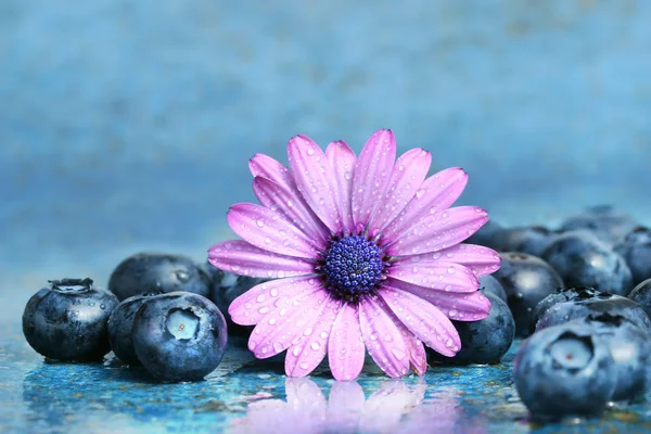 Rosa Gänseblümchen mit Blaubeeren — Stockfoto