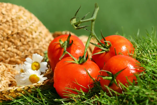 Yaz domates — Stok fotoğraf