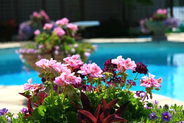 Біля басейну з красивими кольоровими квітами — стокове фото