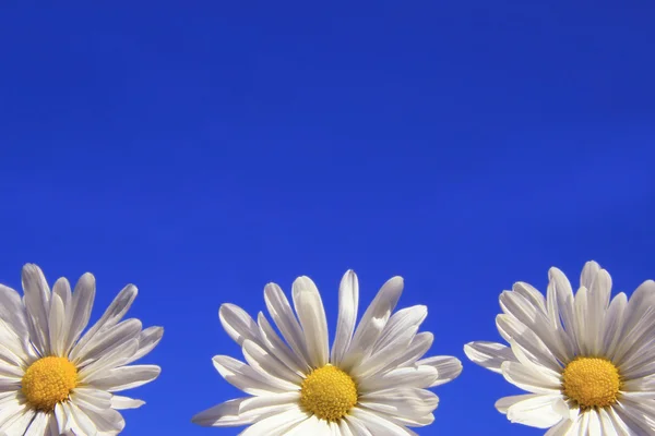 Drei Gänseblümchen gegen den blauen Himmel — Stockfoto