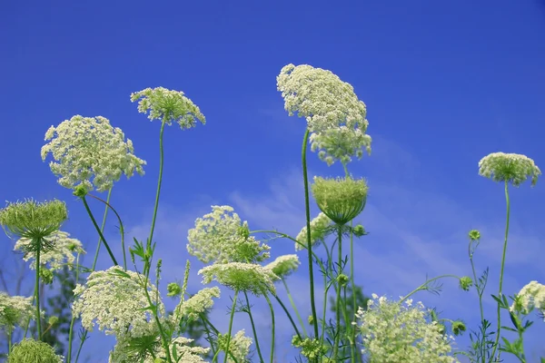 Flores selvagens contra o céu azul — Fotografia de Stock