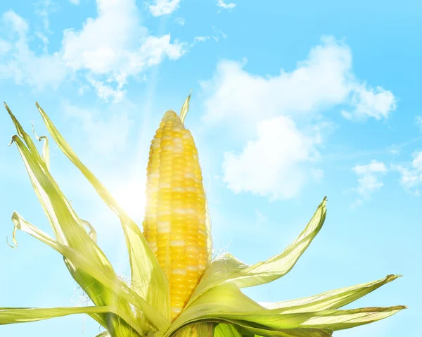 Kukorica, a nap — Stock Fotó