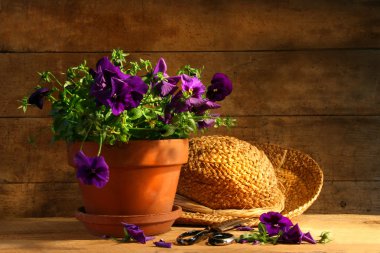 Pruning purple pansies clipart