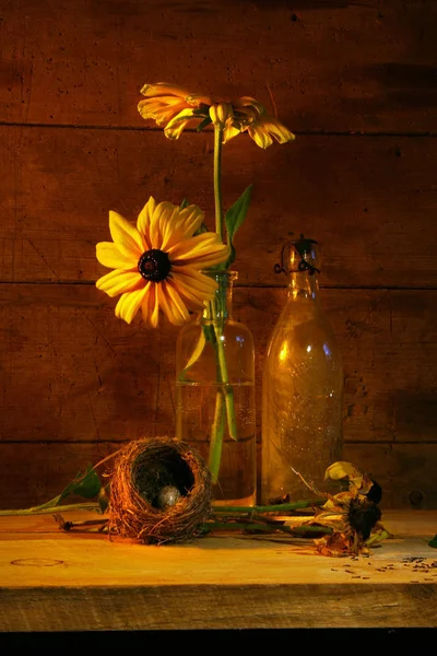 Gelbe Blume Stillleben — Stockfoto