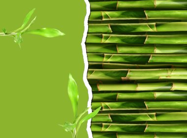 Dense bamboo stalk with copyspace clipart