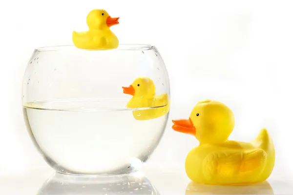 Rubber ducks in fish bowl — Stock Photo, Image
