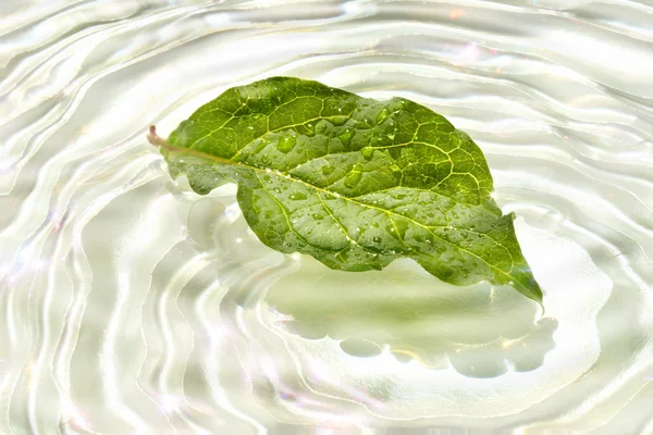 Folha verde com reflexo de água — Fotografia de Stock