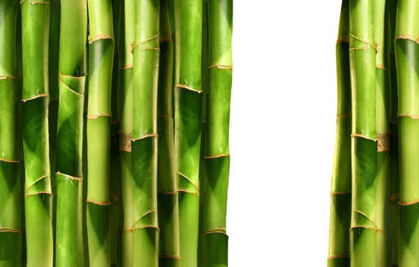 Бамбукові пагони, складені поруч — стокове фото