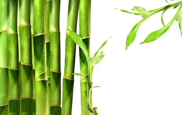 Brotes de bambú apilados uno al lado del otro — Foto de Stock