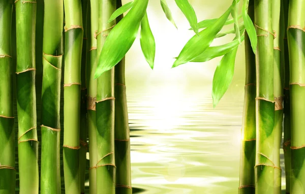 Bamboescheuten naast elkaar gestapeld — Stockfoto