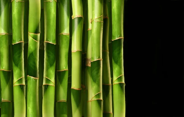 Bamboo shoots stacked side by side — Stock Photo, Image