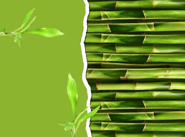 Dense bamboo stalk with copyspace — Stock Photo, Image