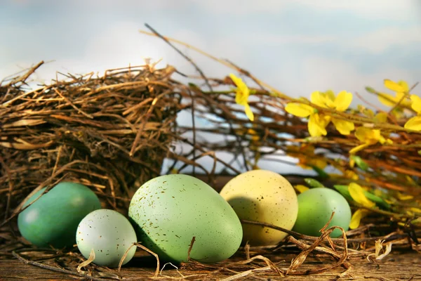 새 둥지 및 계란 — 스톡 사진
