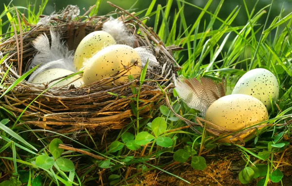 Yumurtalı kuş yuvası. — Stok fotoğraf