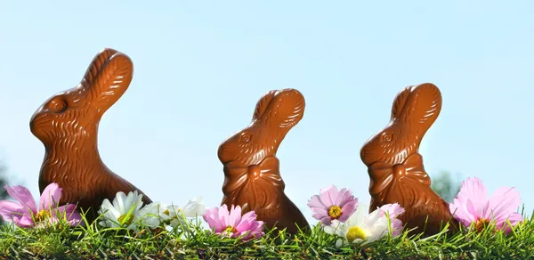 Coelhos de chocolate na grama — Fotografia de Stock