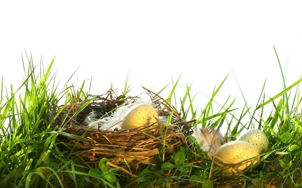 Eggs in the tall grass — Stock Photo, Image