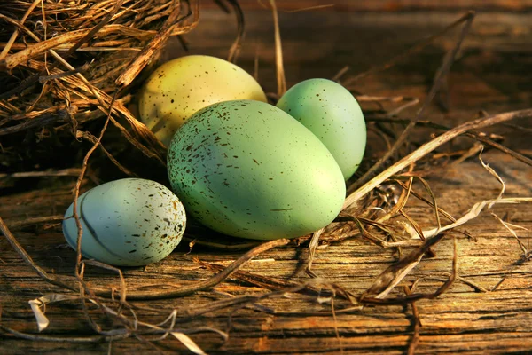 Eggs in the barn — Stock Photo, Image