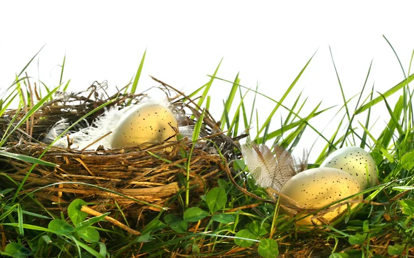 Eggs in the tall grass with nest — Stock Photo, Image