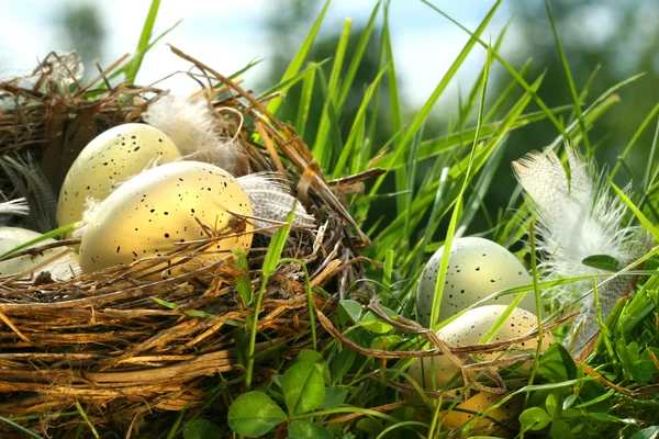 Гнездо в траве с яйцами — стоковое фото