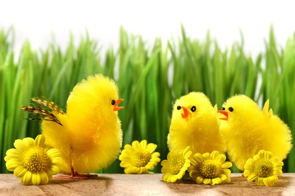 Sárga csirke bujkál a fűben — Stock Fotó