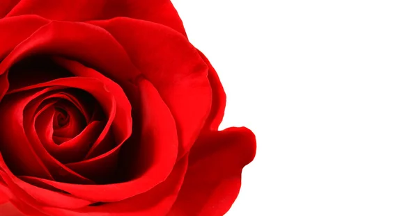 Hermosa rosa roja aislada en blanco — Foto de Stock