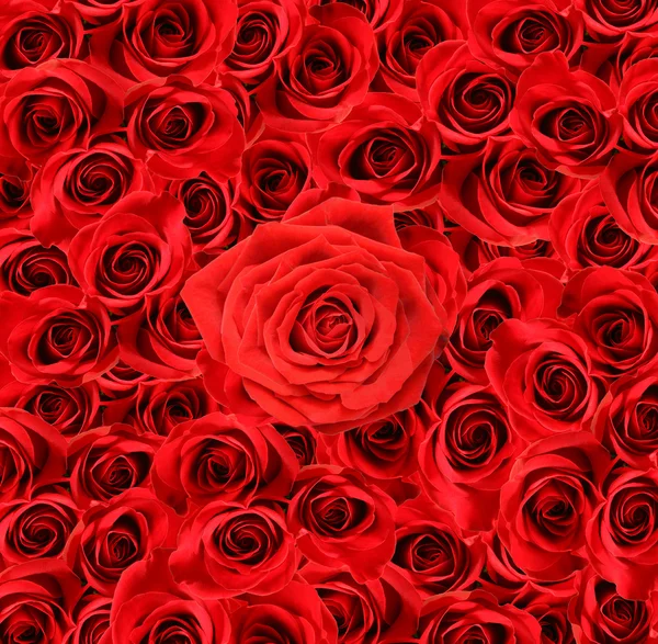 在视图的大红色玫瑰 — 图库照片