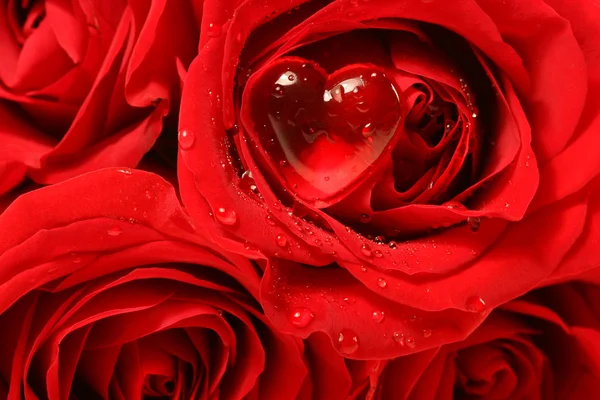 Μεγέθυνση του ένα τριαντάφυλλο με κόκκινη καρδιά σε πέταλο — Φωτογραφία Αρχείου
