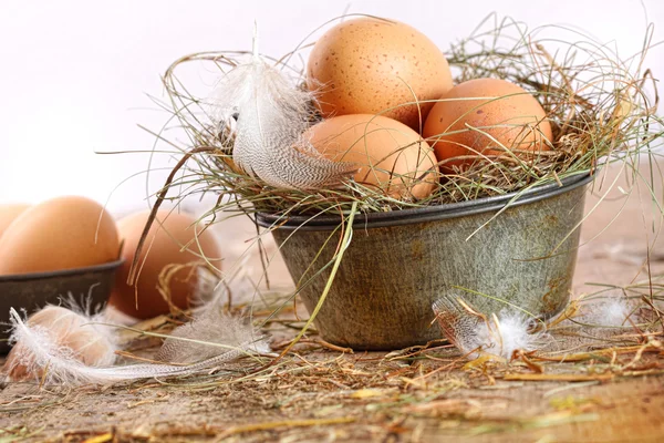 Bruna ägg i gammal plåt med fjädrar — Stockfoto