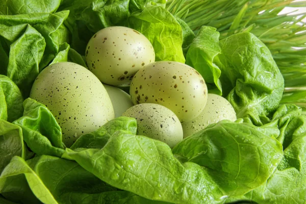 Green easter eggs in lettuce leaves — Stok fotoğraf