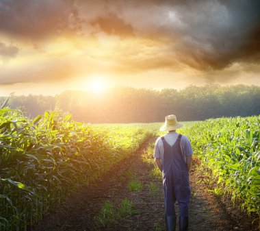 Farmer walking in corn fields at sunset