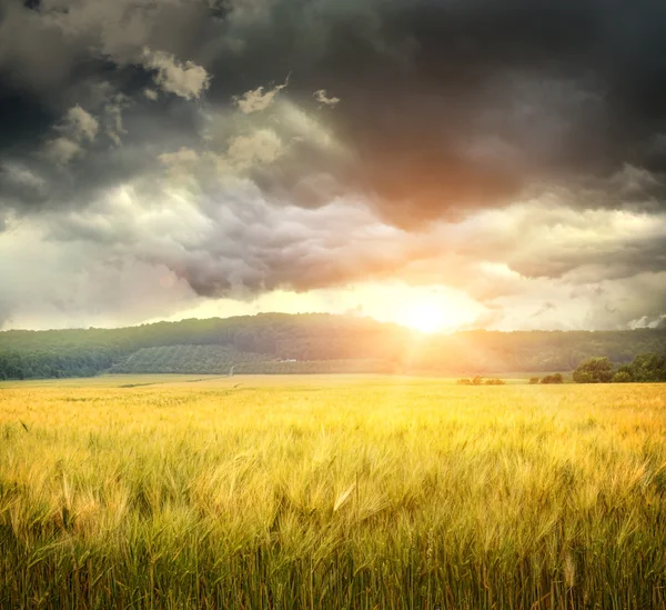 Pole pšenice s Zlověstné mraky — Stock fotografie